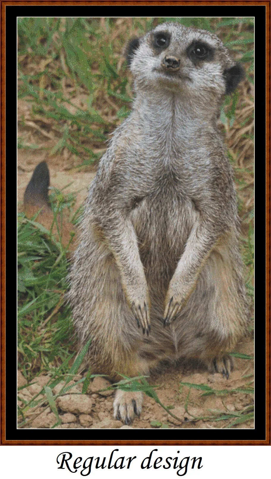 Meerkat