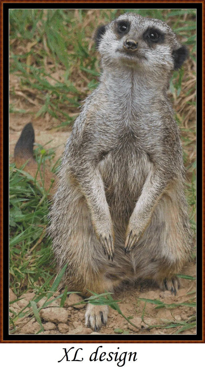 Meerkat