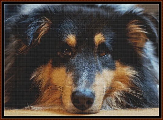Sleepy Dogs - Shetland Sheepdog