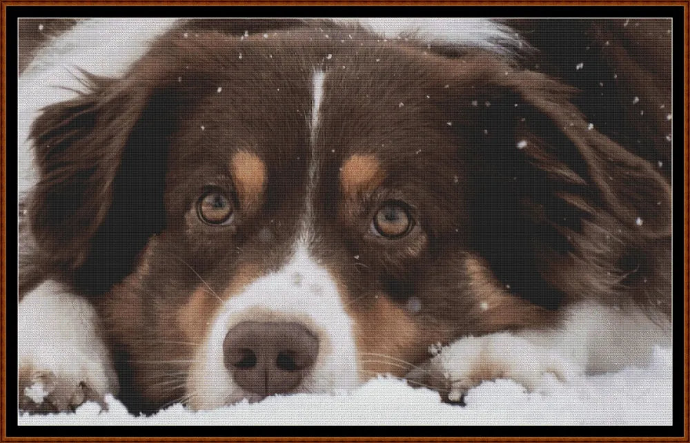 Sleepy Dogs - Australian Shepherd