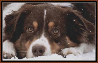 Sleepy Dogs - Australian Shepherd