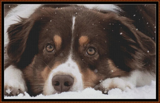 Sleepy Dogs - Australian Shepherd