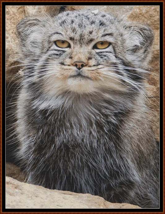Pallas's Cat