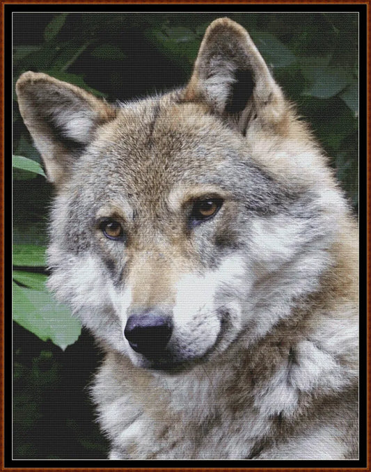 Wolf Watch