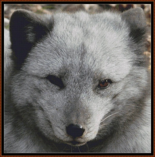 Arctic Fox