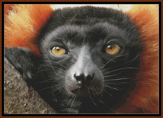 Red Buffed Lemur