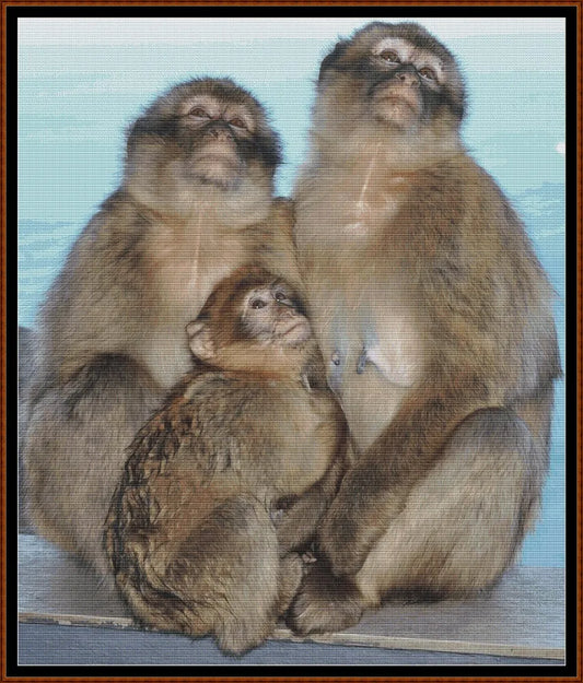 Macaque Family