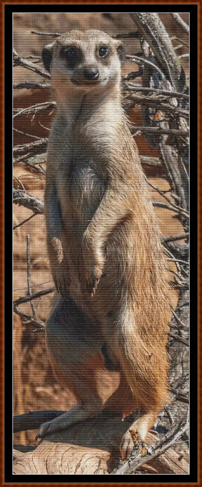 Looking At You - Meerkat