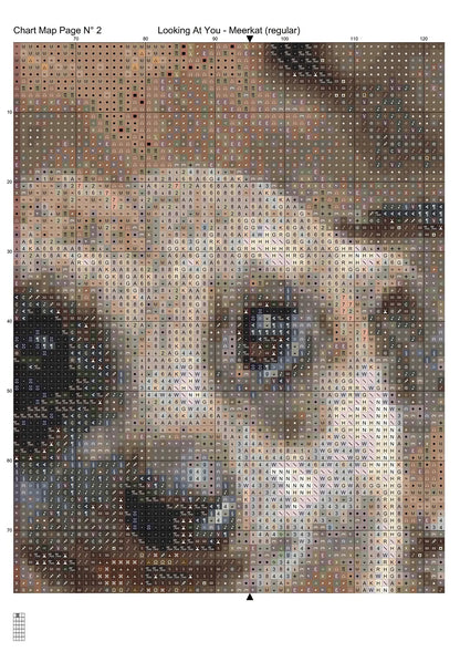Looking At You - Meerkat