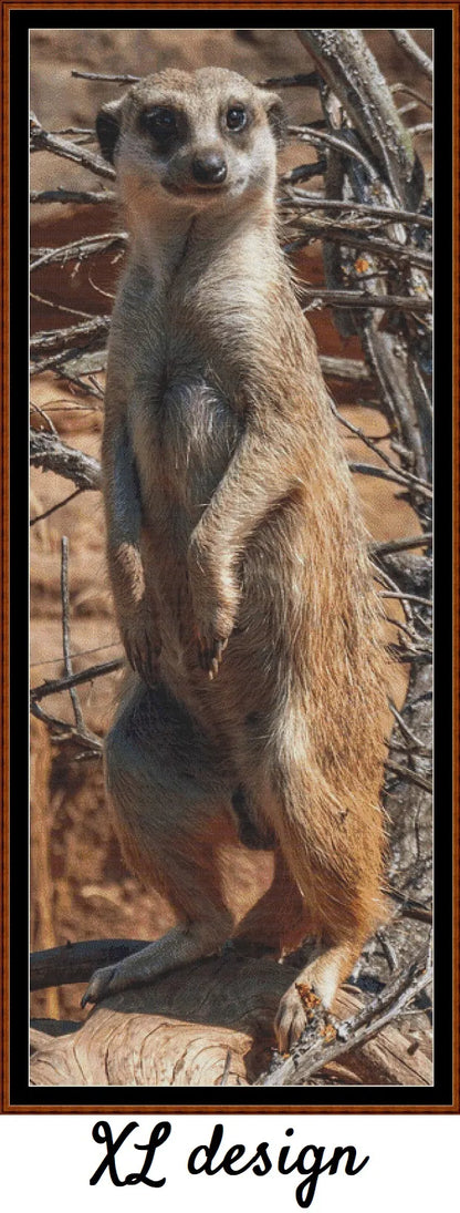 Looking At You - Meerkat