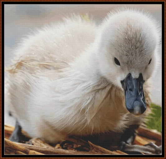 Baby Birds - Cygnet
