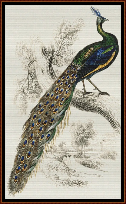 Majestic Male Peafowl 