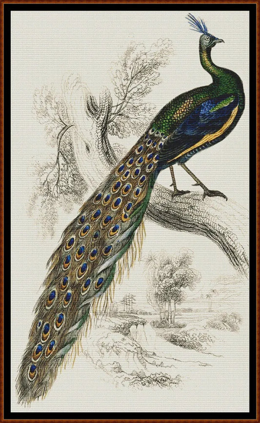 Majestic Male Peafowl 