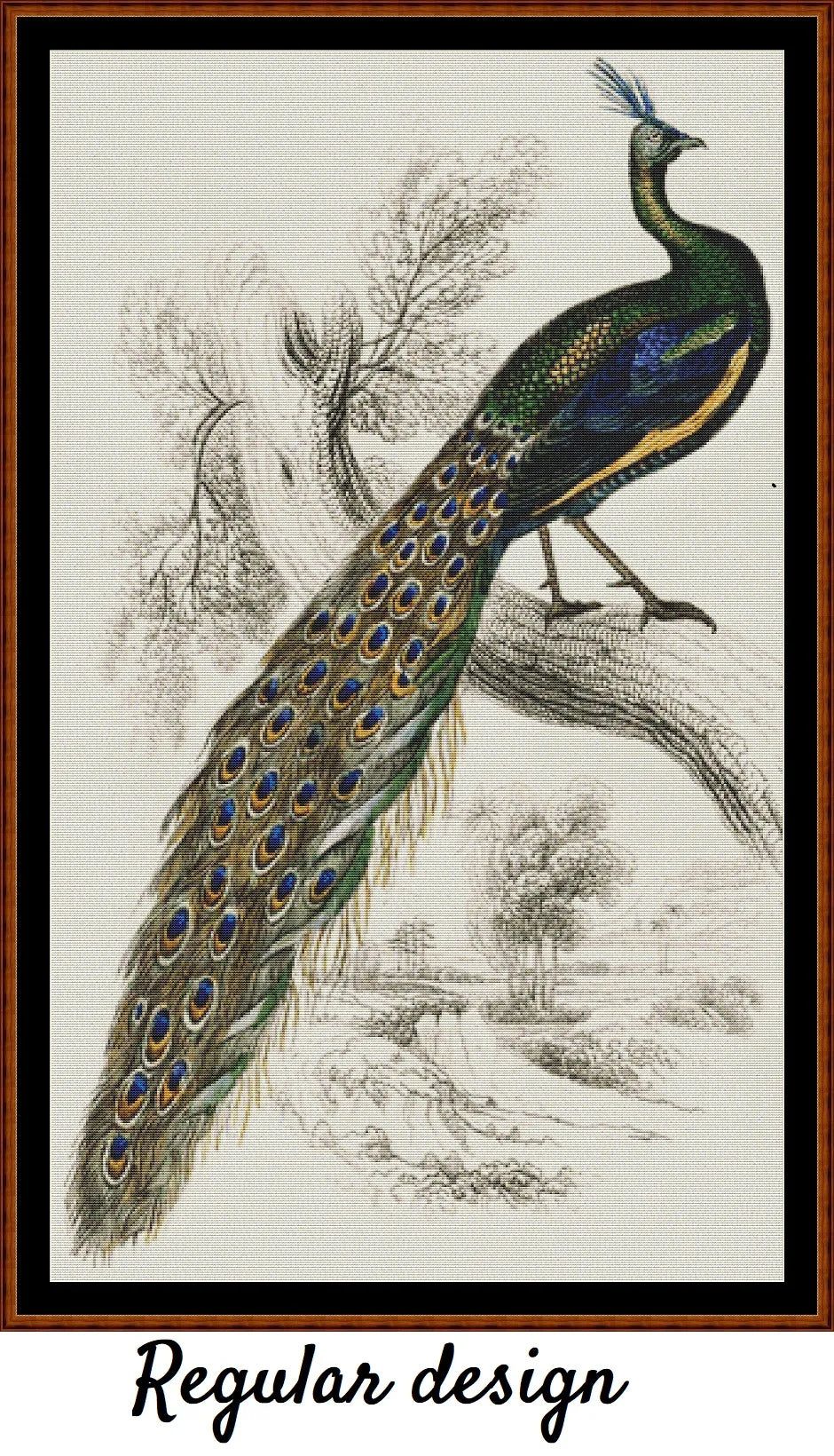 Majestic Male Peafowl 