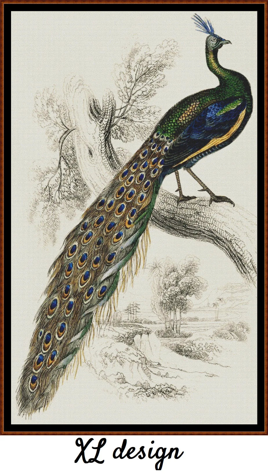 Majestic Male Peafowl 