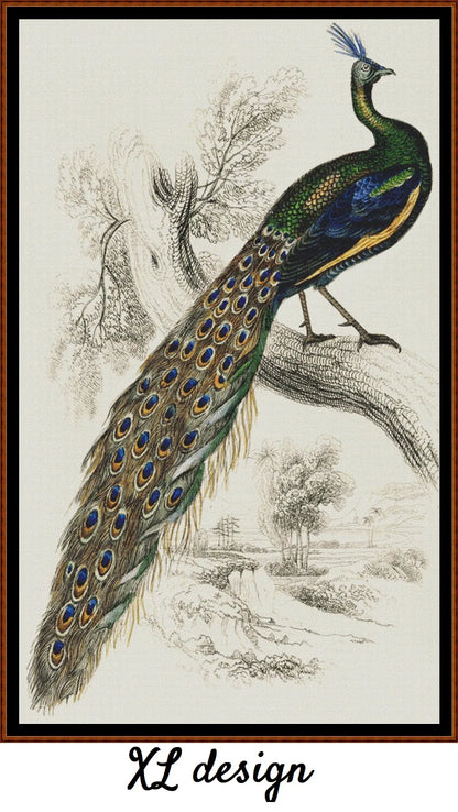 Majestic Male Peafowl 