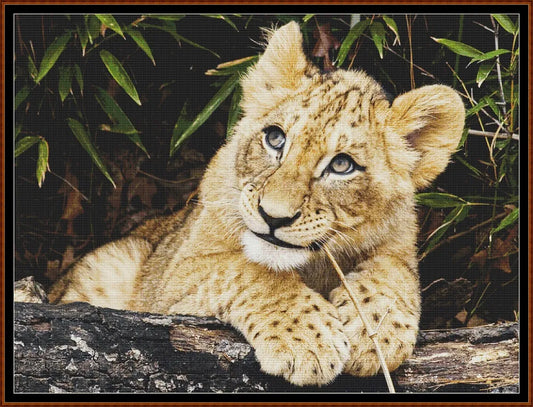 African Lion Cub 