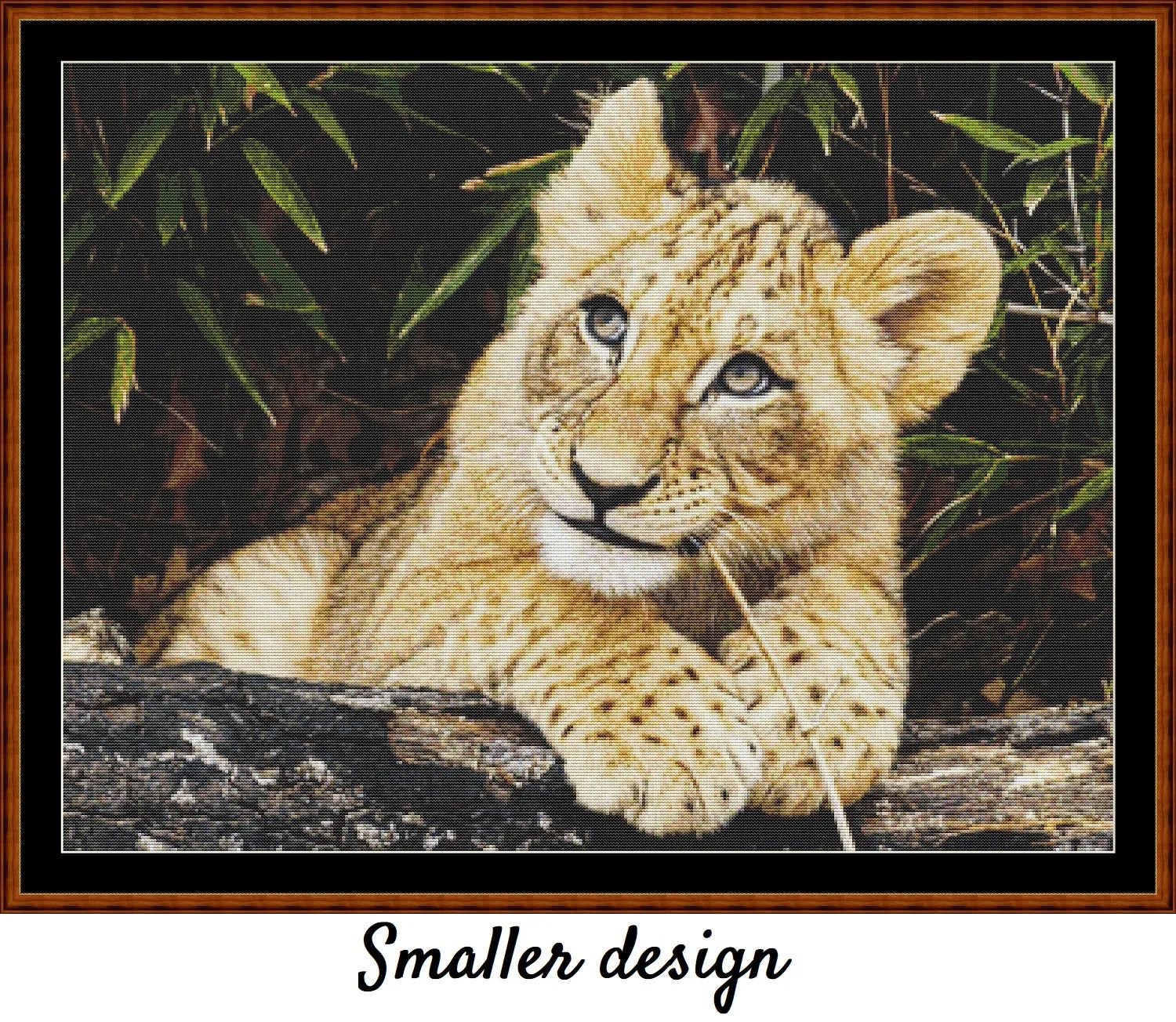 African Lion Cub 