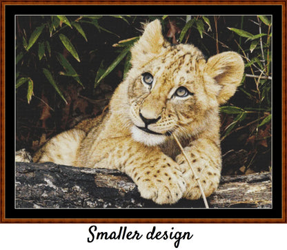 African Lion Cub 