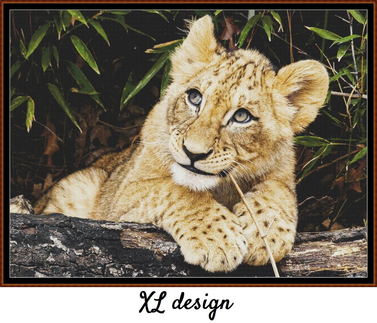 African Lion Cub 