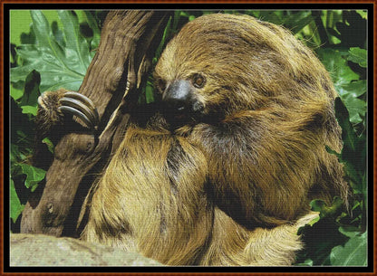 Two-Toed Sloth 