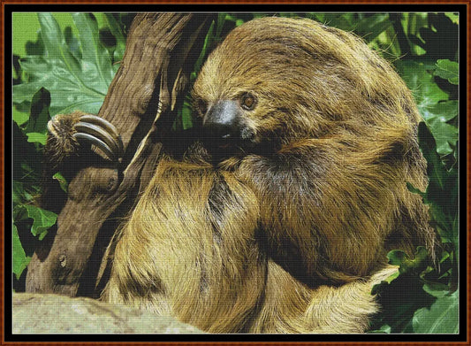 Two-Toed Sloth 