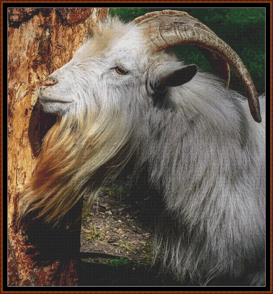 Goat 
