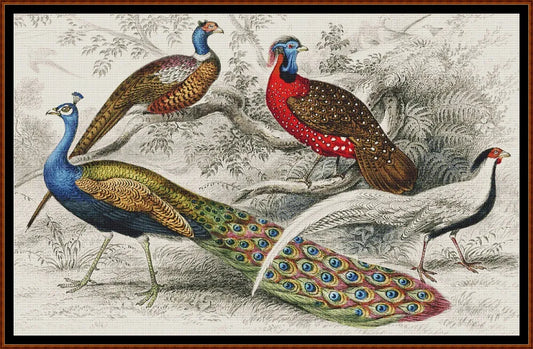 A History Of The Earth...- Peacocks  