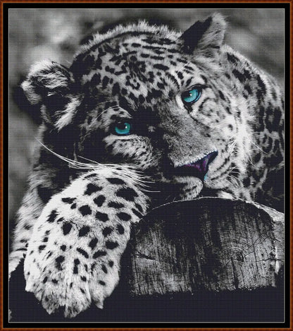 Blue-Eyed Leopard 
