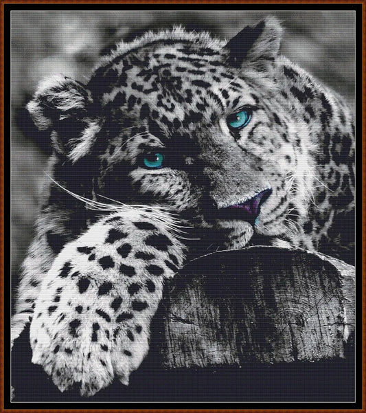 Blue-Eyed Leopard 