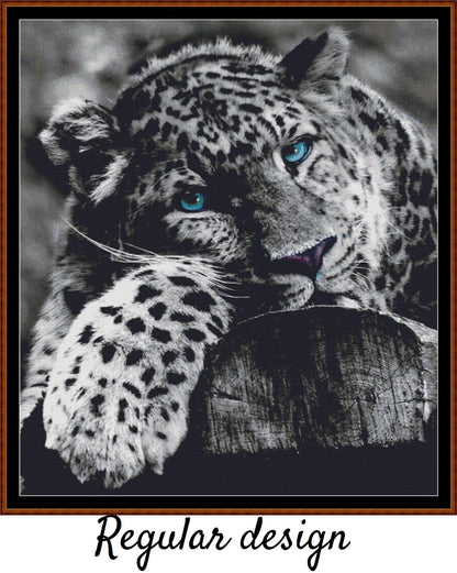 Blue-Eyed Leopard 