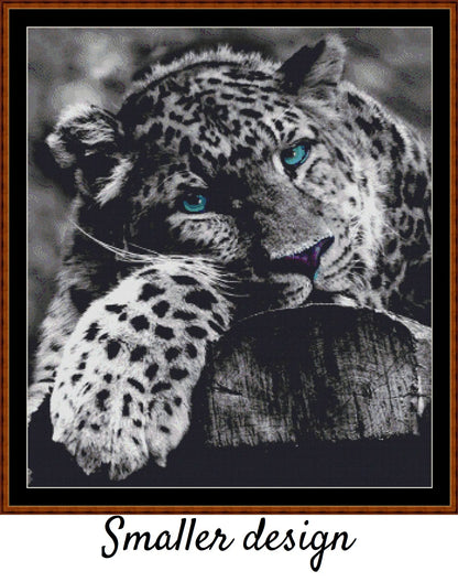 Blue-Eyed Leopard 