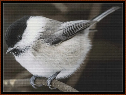 Willow Tit 