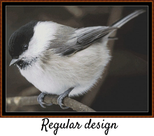 Willow Tit 