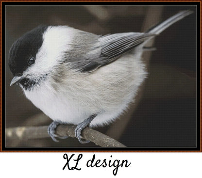 Willow Tit 