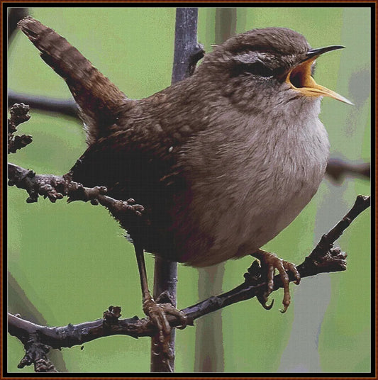 Garden Birds - Wren 