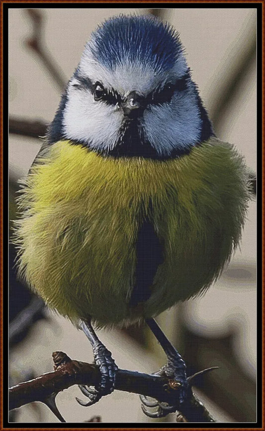 Angry Blue Tit 