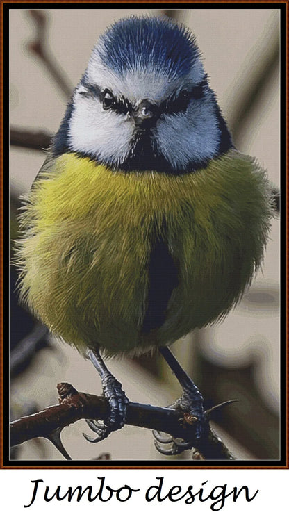 Angry Blue Tit 