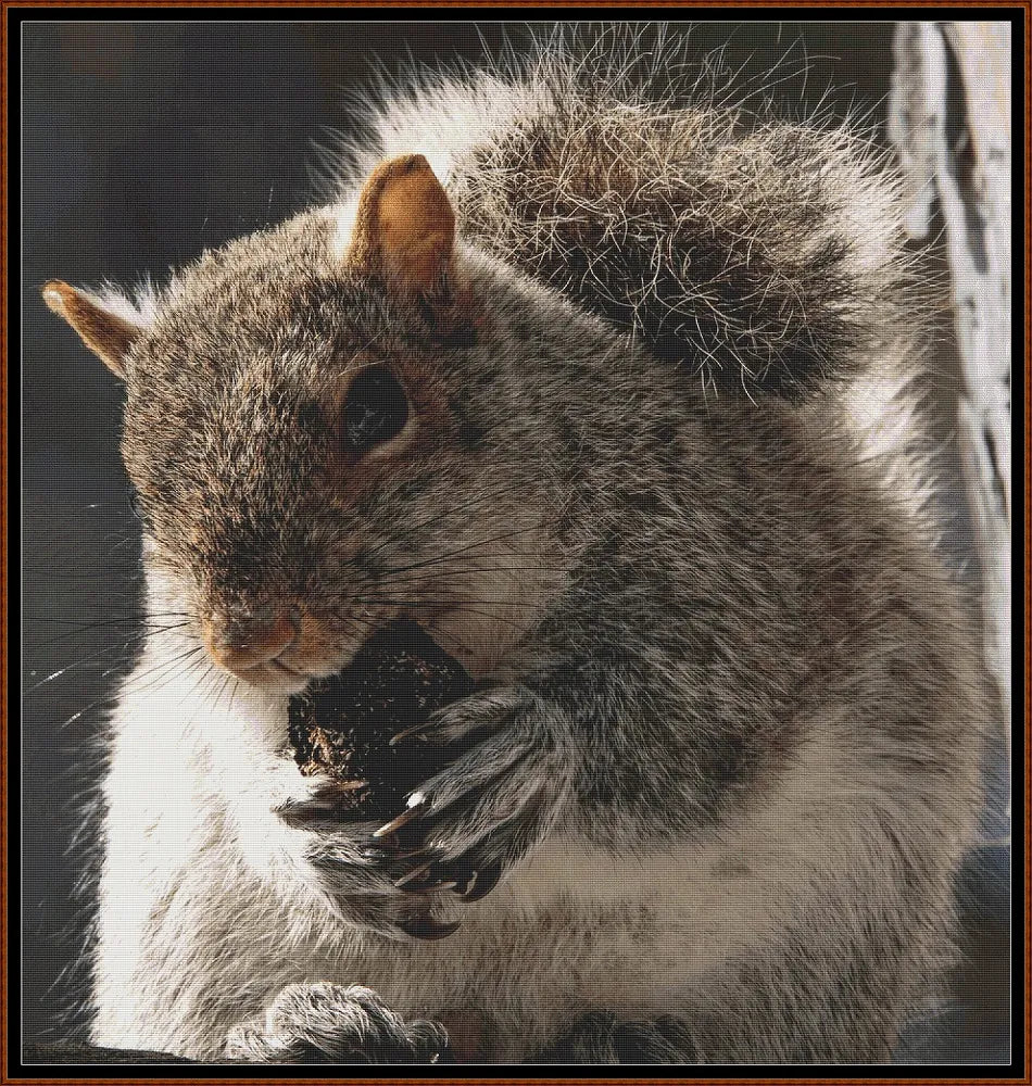 Grey Squirrel 