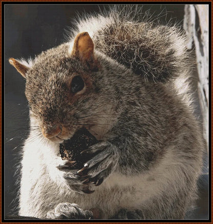 Grey Squirrel 