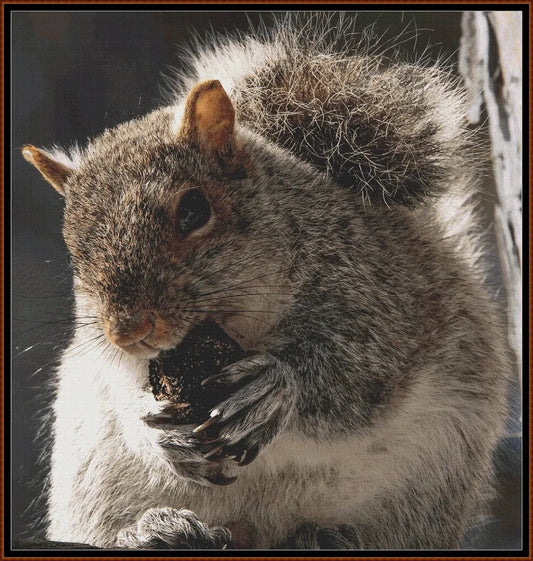 Grey Squirrel 