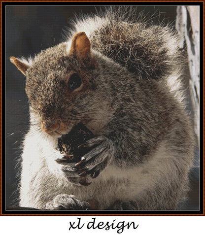 Grey Squirrel 