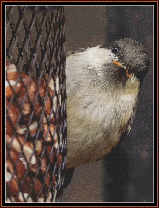 Hungry Coal Tit is a bird pattern that comes as a full coverage pattern with no back-stitching. Additionally, Hungry Coal Tit is available in 2 different design sizes - cross stitch regular & XL And each sale includes both B&W and colour charts
