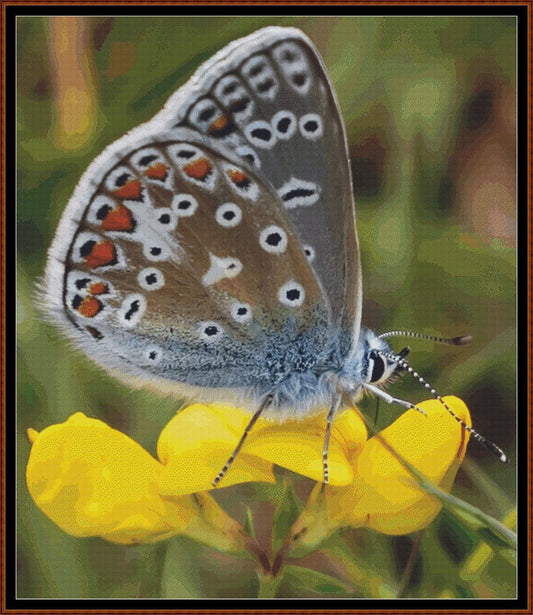 Expertly created from art by TheOtherKev, under Public Domain CC0 license, Common Blue Butterfly patterns. Common Blue Butterfly is a feline art pattern that comes as a full coverage pattern with no back-stitching. Additionally, Common Blue Butterfly is available in 2 different design sizes - cross stitch regular & XL And each sale includes both B&W and colour charts