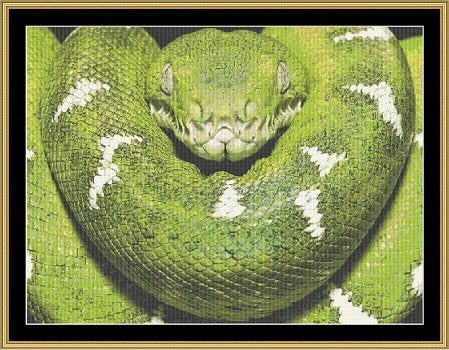 Emerald Tree Boa  