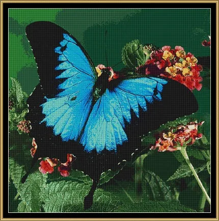 The Blue Butterfly  