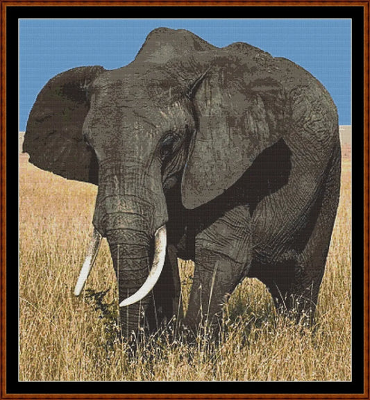 African Elephant  